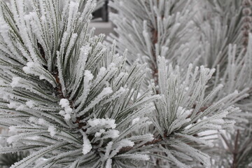 beautiful green spruce covered with snow close-up
