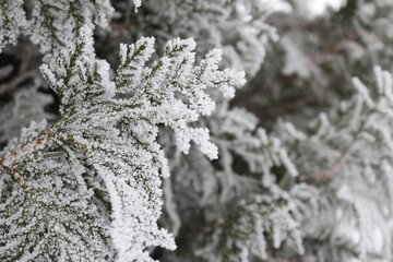 beautiful green spruce covered with snow close-up
