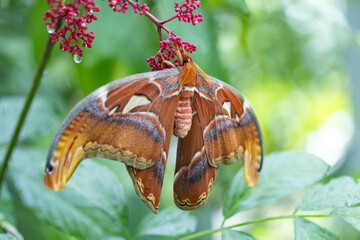Atlas Moth (Attacus atlas) in tropical nature
