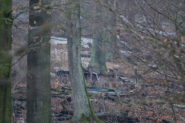 Cute female fallow deer ,,dama dama,, in Carpathian forest, Slovakia 