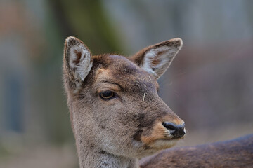 Cute female fallow deer ,,dama dama,, in Carpathian forest, Slovakia 