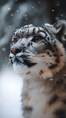 Snow leopard resting on snowy rocks high resolution wallpaper
