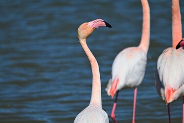 greater flamingos in south france