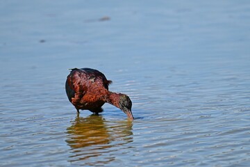 Fototapeta premium glossy ibis in a wetland in south france