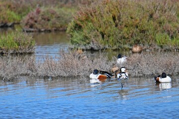 water birds in a pool in south france