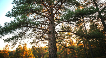 Obraz premium Tree landscape tree nature tree sunlight tree countryside tree meadow tree field tree outdoor tree forest tree morning tree calm tree environment tree foliage tree scenic