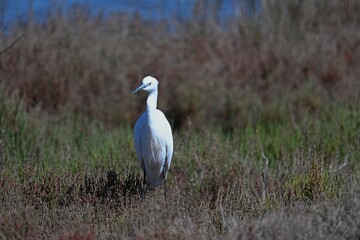 Fototapeta premium white heron at a pond in south france