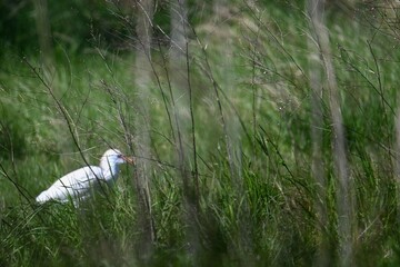 white heron in a pond in south france
