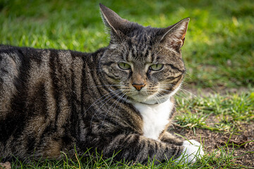 A cute tabby cat laying down on a lawn, with a shallow depth of field