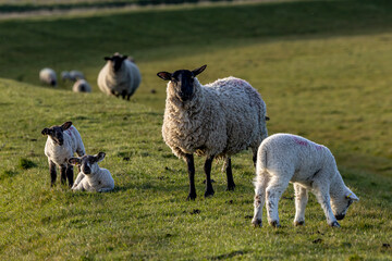 Obraz premium Ewes and lambs in the South Downs, on a sunny spring day