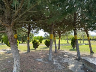 Colorful ribbon decorations enhance trees in a peaceful park during a sunny afternoon