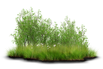 Lush green shrubs and foliage growing naturally among tall grass.