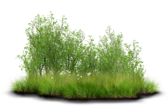 Lush green shrubs and foliage growing naturally among tall grass.