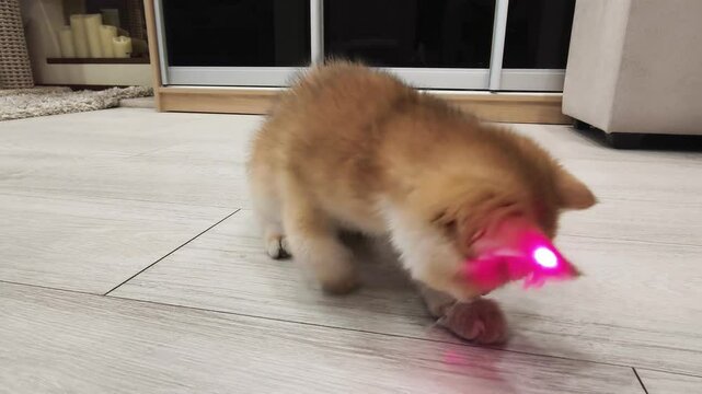 Cute kitten playing with a laser pointer on wooden floor in a cozy living room during daytime