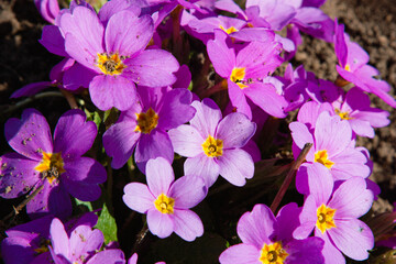 Perennial primrose or primula in the spring garden. Spring primroses flowers, primula polyanthus. Pink Primroses in spring. The beautiful lilac colors primrose flowers garden. Natural background