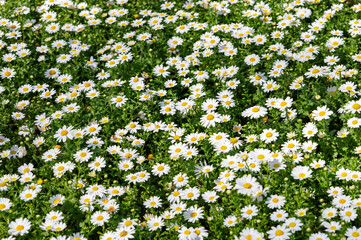 Field of blooming daisies with bright green grass in natural daylight