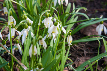 Obraz premium Pure white spring flower. Snowdrop or common snowdrop (Galanthus nivalis) flowers. Snowdrops after the snow has melted. In the garden in spring snowdrops bloom. Natural fresh background