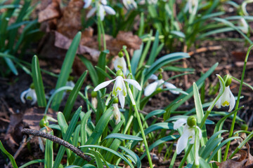 Pure white spring flower. Snowdrop or common snowdrop (Galanthus nivalis) flowers. Snowdrops after the snow has melted. In the garden in spring snowdrops bloom. Natural fresh background