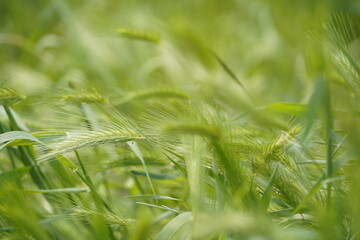 Texturas de espigas verdes en primavera, primer plano enfocado
