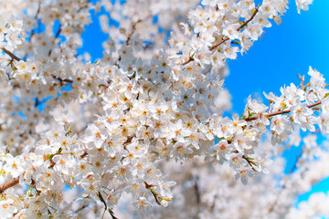 Close-Up View of Blooming White Cherry Blossom Flowers in Spring