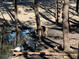 Deer and duck interact near a small pond surrounded by trees in a natural setting