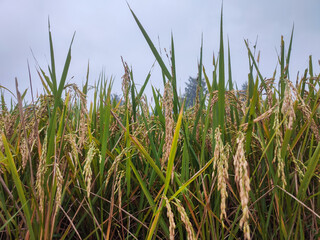 The rice fields are yellow and ready to be harvested. Farmers are harvesting rice.