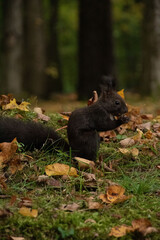 black squirrel in the forest