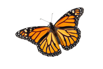 Naklejka premium Monarch Butterfly Isolated On Transparent Background