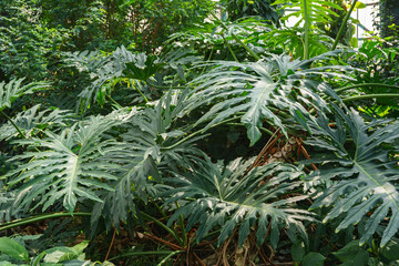 Philodendron bipinnatifidum, split leaf philodendron green leaves background. Large bush of monstera in greenhouse or orangery, indoor gardening, plant breeding, ornamental flower © katyamaximenko