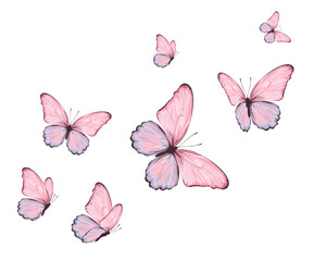 set of butterflies isolated on white	