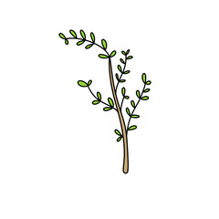 A green leafy plant with a stem
