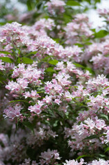 pink flowers in the garden with a bumblebee at the blossoms