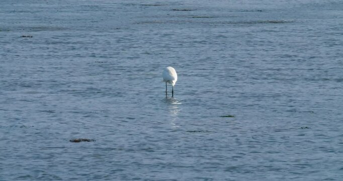 Great white heron feeding in Sitra, Bahrain