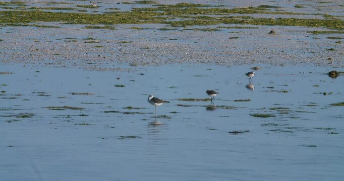 Shore birds wading and feeding in Sitra