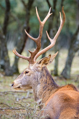 Red deer stag resting on forest floor in Palencia, Spain. Close-up profile view showing antlers and fur detail in natural woodland habitat.