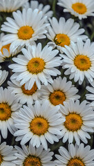 Daisies digital floral art, vibrant close-up for stock use.