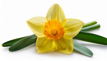 daffodils isolated on white