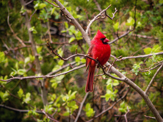 Northern Cardinal
