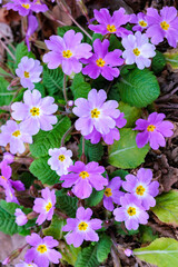 Pale purple primula flowers blooming in a spring garden.