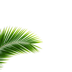 Obraz premium palm tree leaf