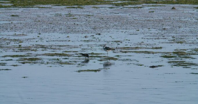 Shore birds wading in Sitra 