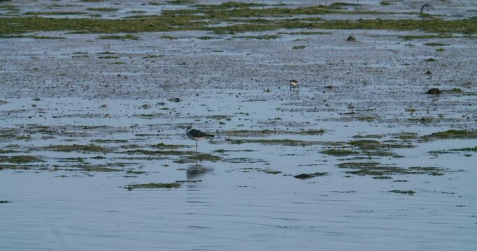 Two shore birds wading in Sitra 
