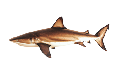 Magnificent solitary shark swimming gracefully through the abyssal darkness