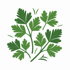 Flat Design Parsley Herb Clipart for Culinary Prints