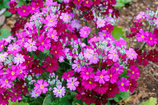 Pink primula sieboldii flowers blooming in the spring garden.