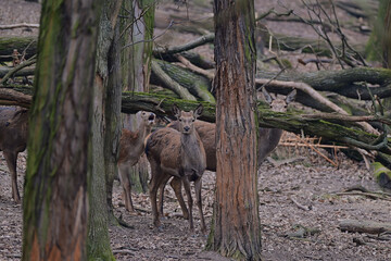 Beautiful red deer hind ,,cervus elaphus,, in Carpathian forest, Slovakia