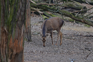 Beautiful red deer hind ,,cervus elaphus,, in Carpathian forest, Slovakia