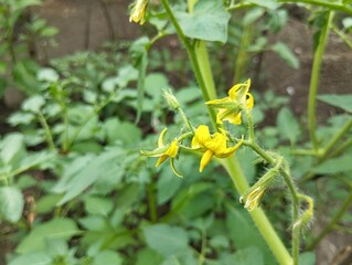 Close up tomato flower still on tree in outdoor garden 