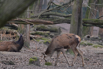 Beautiful red deer hind ,,cervus elaphus,, in Carpathian forest, Slovakia