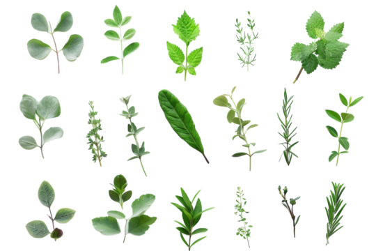 Unique Wall Decals Photography Isolated On Transparent Background